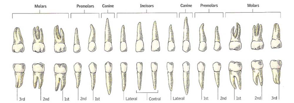 Diagram showing teeth and their roots
