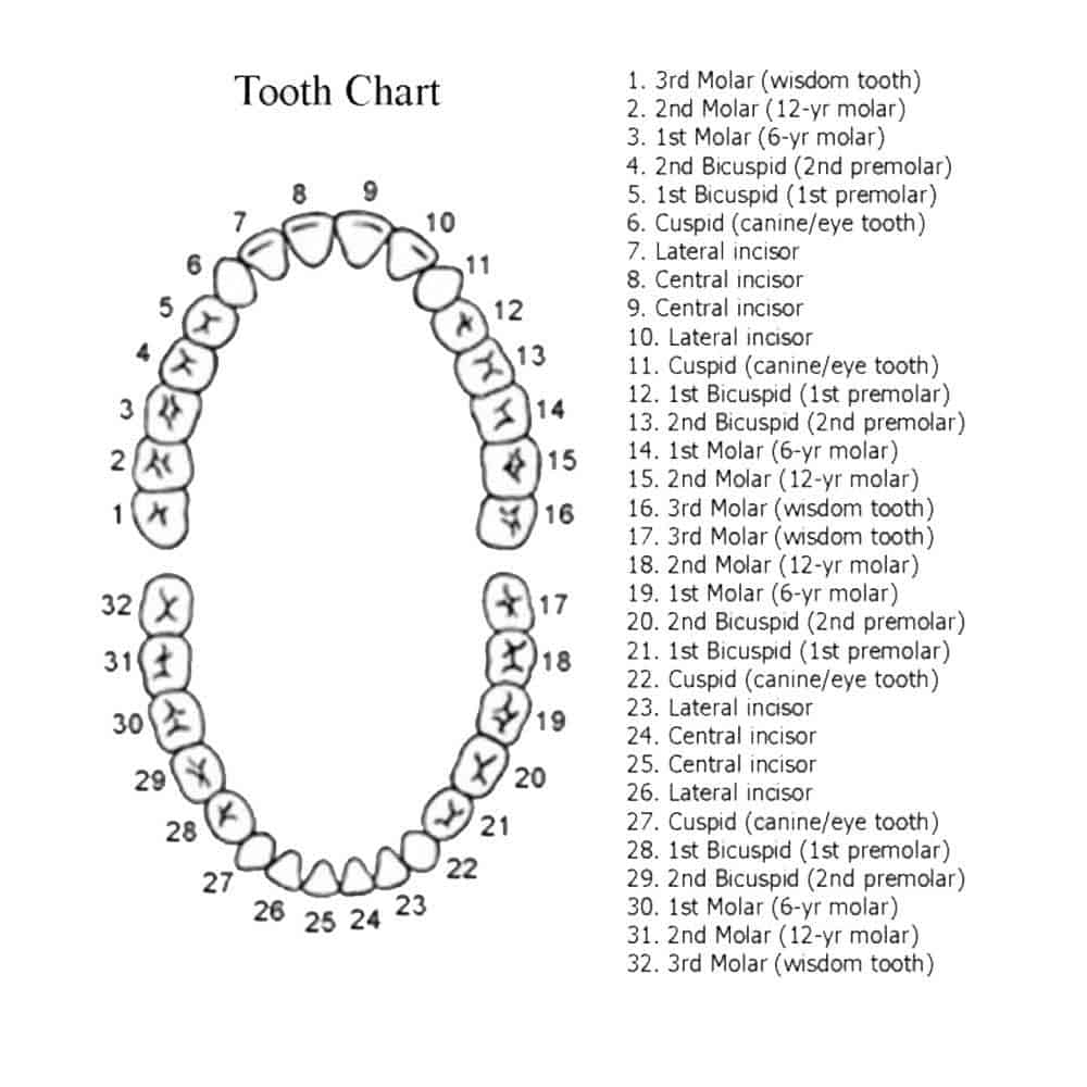 Diagram showing each tooth in the mouth