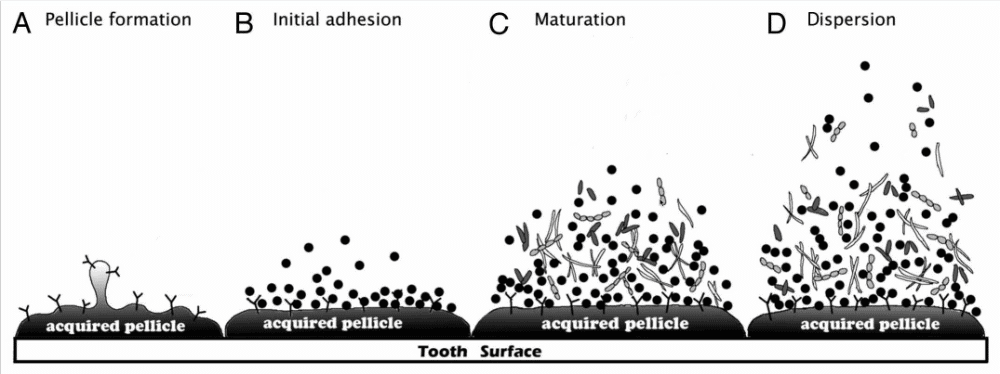 Diagram showing the stages of biofilm formation.