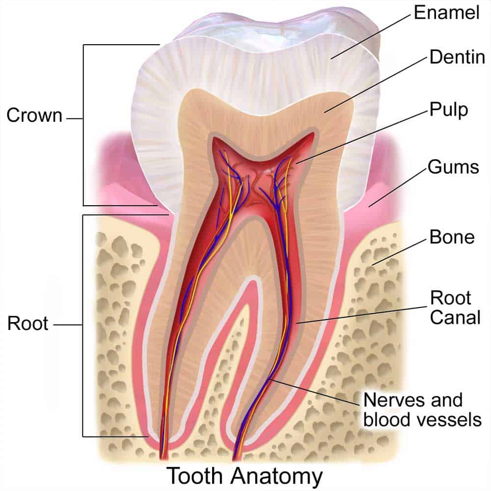 Tooth, mouth & gum abscess treatment: a detailed guide 4