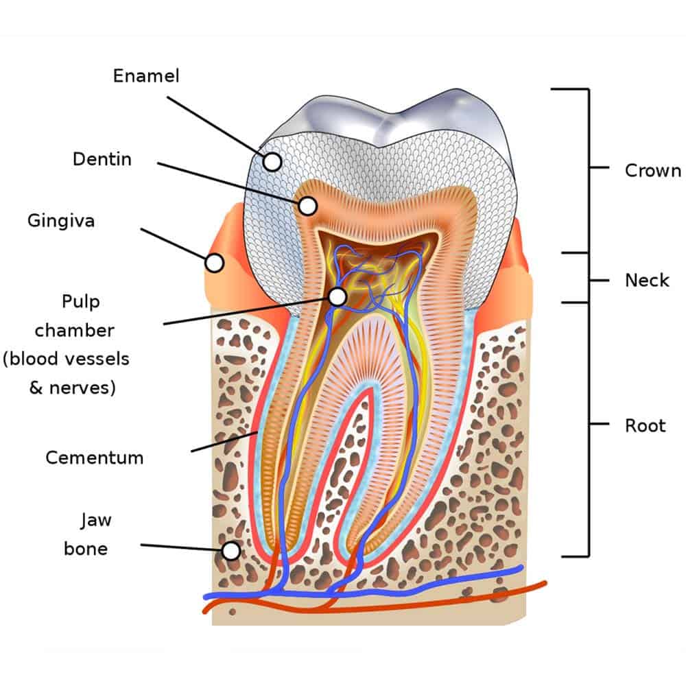 Tooth repair: how to fix a chipped, cracked or broken tooth 1