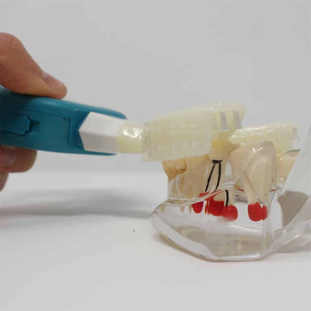 Model of teeth with Y-Brush